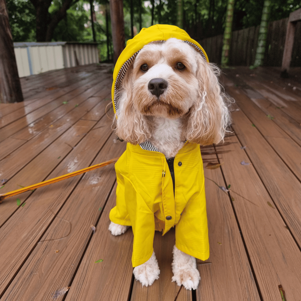 Dog Raincoat - Yellow - Raincoats from . at DoggyTopia