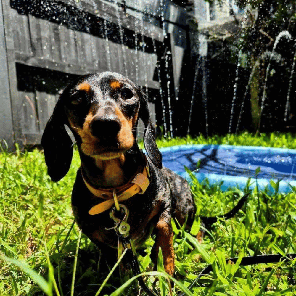 Dog Sprinkler Splash Mat - Splash Mat from . at DoggyTopia