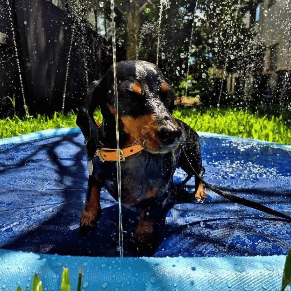 Dog Sprinkler Splash Mat - Splash Mat from . at DoggyTopia