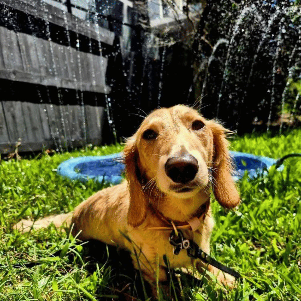Dog Sprinkler Splash Mat - Splash Mat from . at DoggyTopia