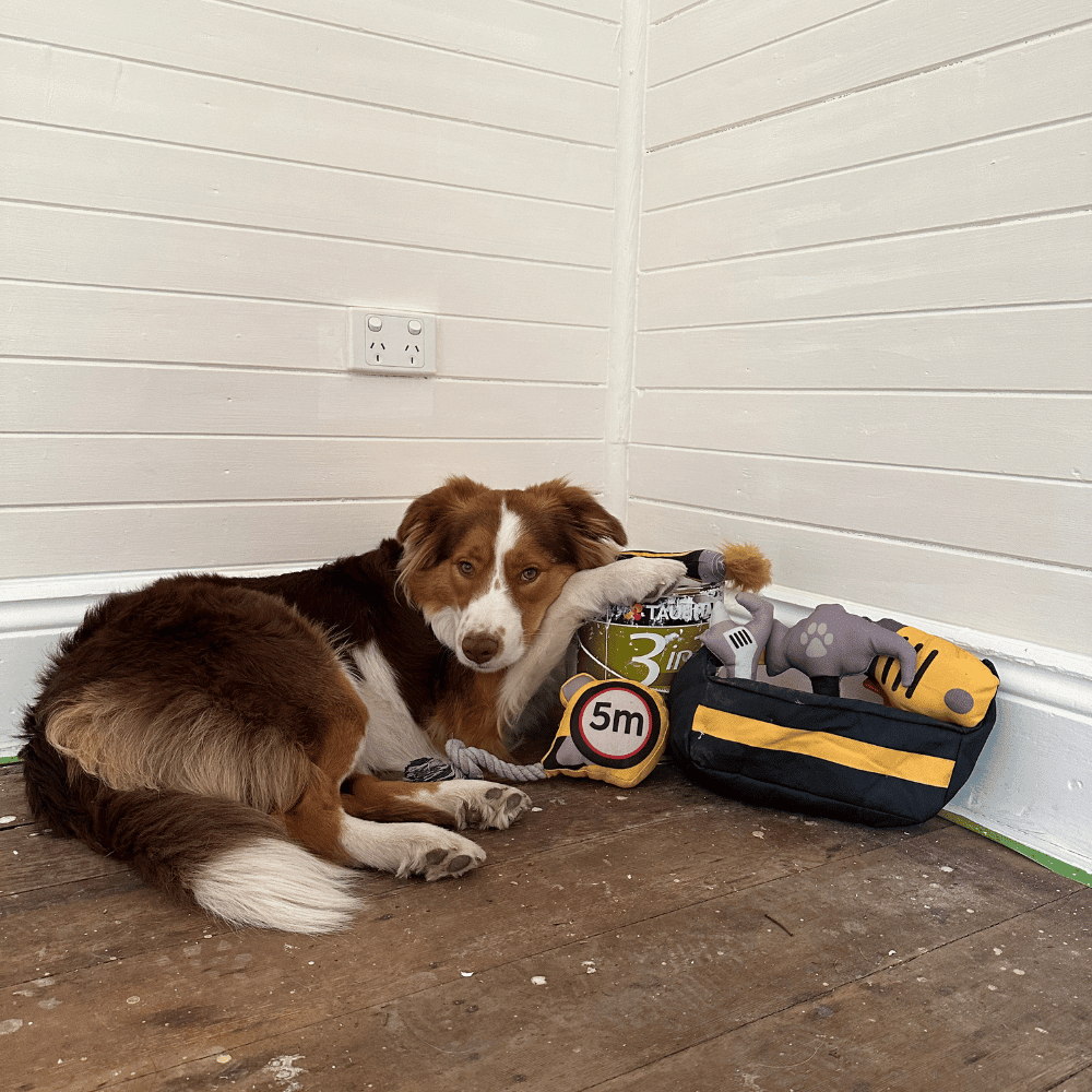 Dog Tool Box Set - Tough Toys from . at DoggyTopia