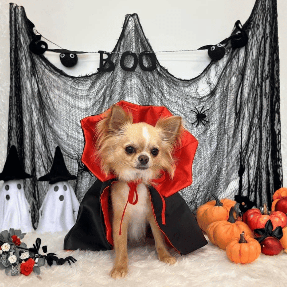 Dracula Cape Dog Costume - Costumes from Halloween at DoggyTopia