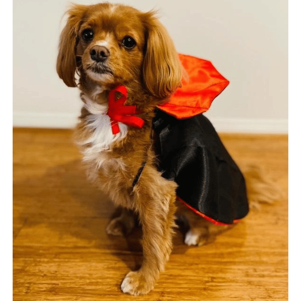 Dracula Cape Dog Costume - Costumes from Halloween at DoggyTopia