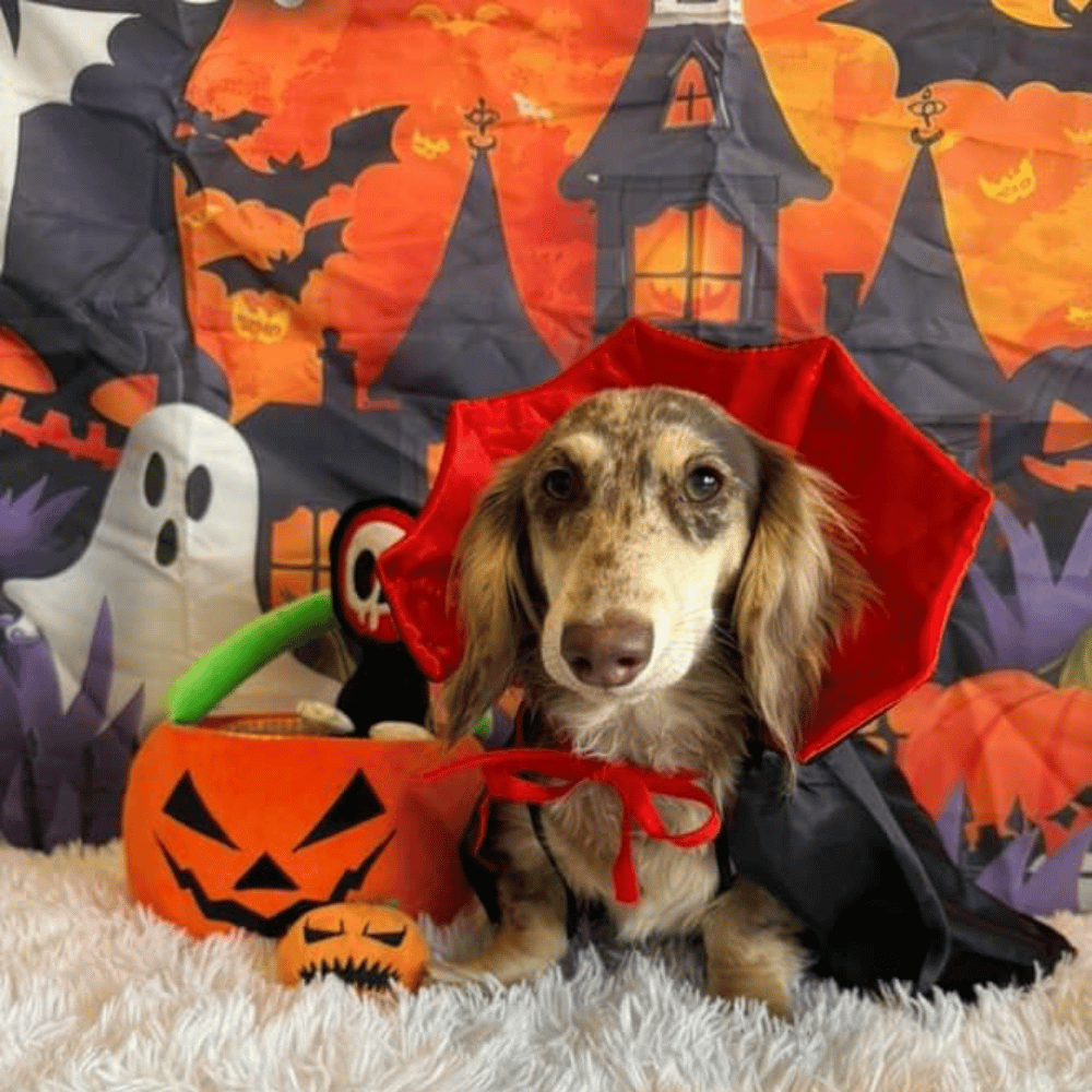Dracula Cape Dog Costume - Costumes from Halloween at DoggyTopia