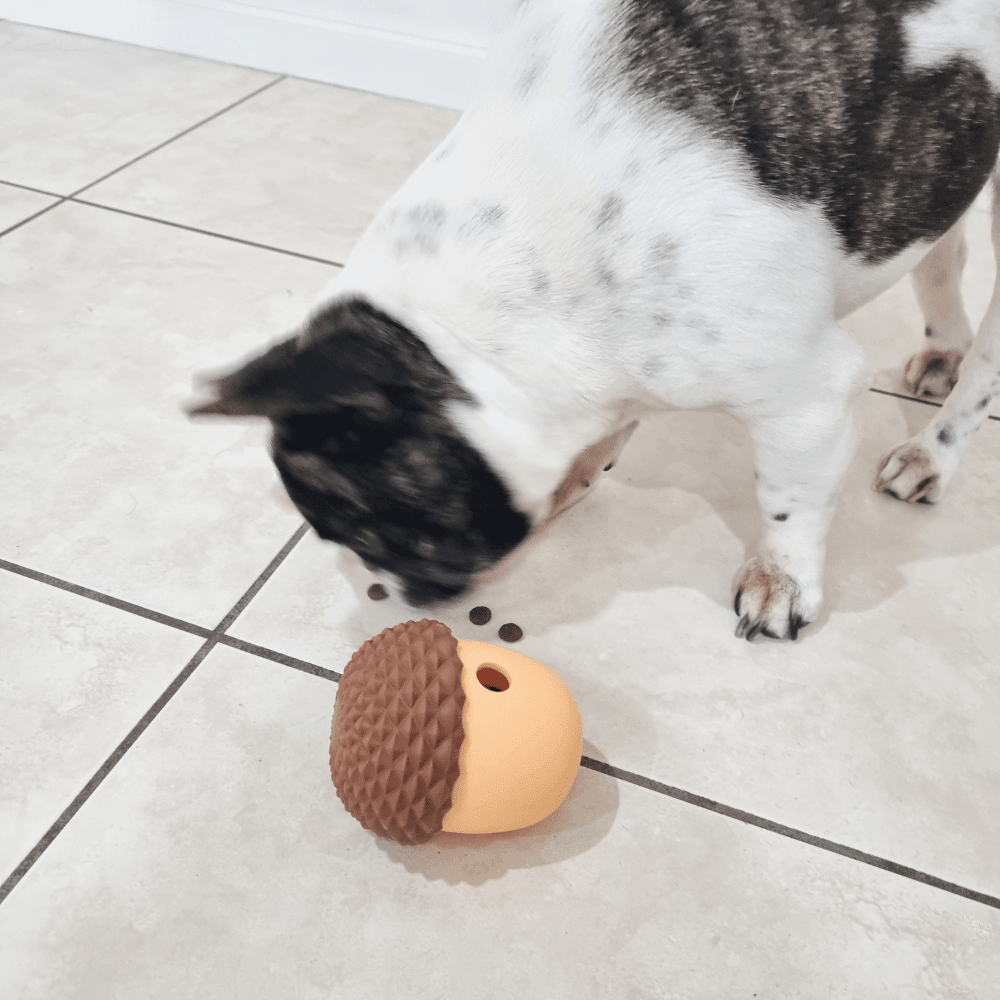 Enrichment Acorn Dog Toy - Enrichment Toys from Sale at DoggyTopia