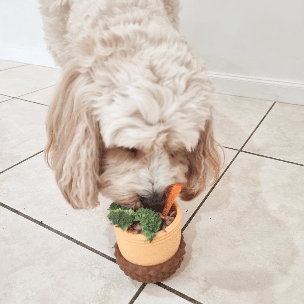Enrichment Acorn Dog Toy - Enrichment Toys from Sale at DoggyTopia