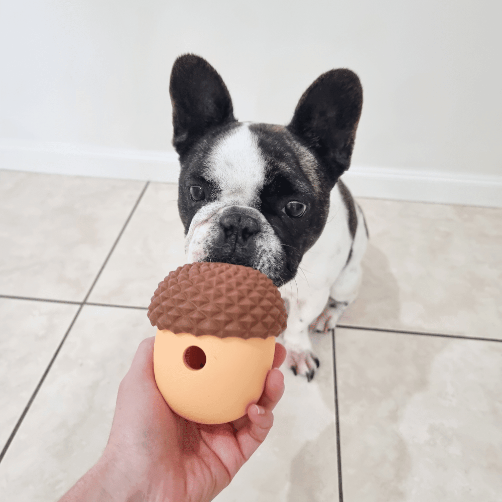Enrichment Acorn Dog Toy - Enrichment Toys from Sale at DoggyTopia