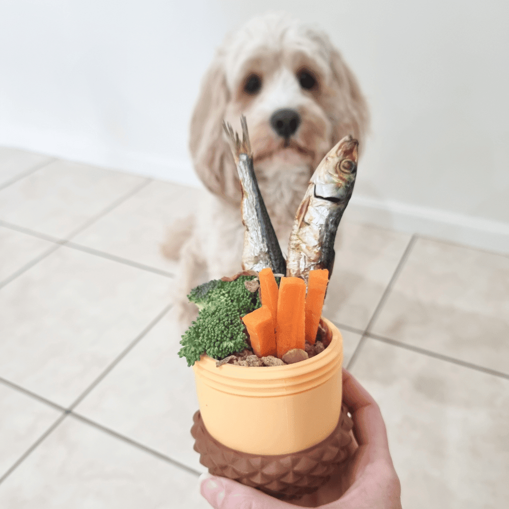 Enrichment Acorn Dog Toy - Enrichment Toys from Sale at DoggyTopia