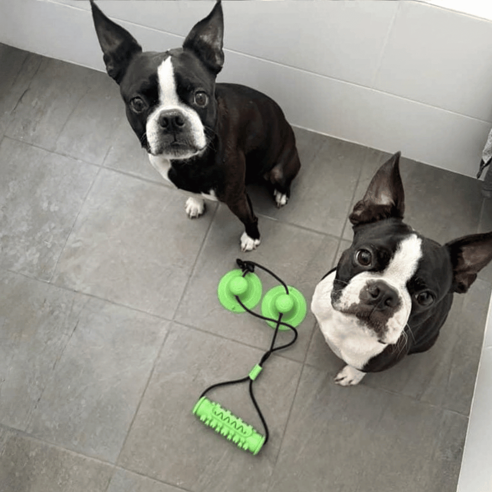 Enrichment Barrel Double Suction Tug Toy - Suction Enrichment Toys from . at DoggyTopia