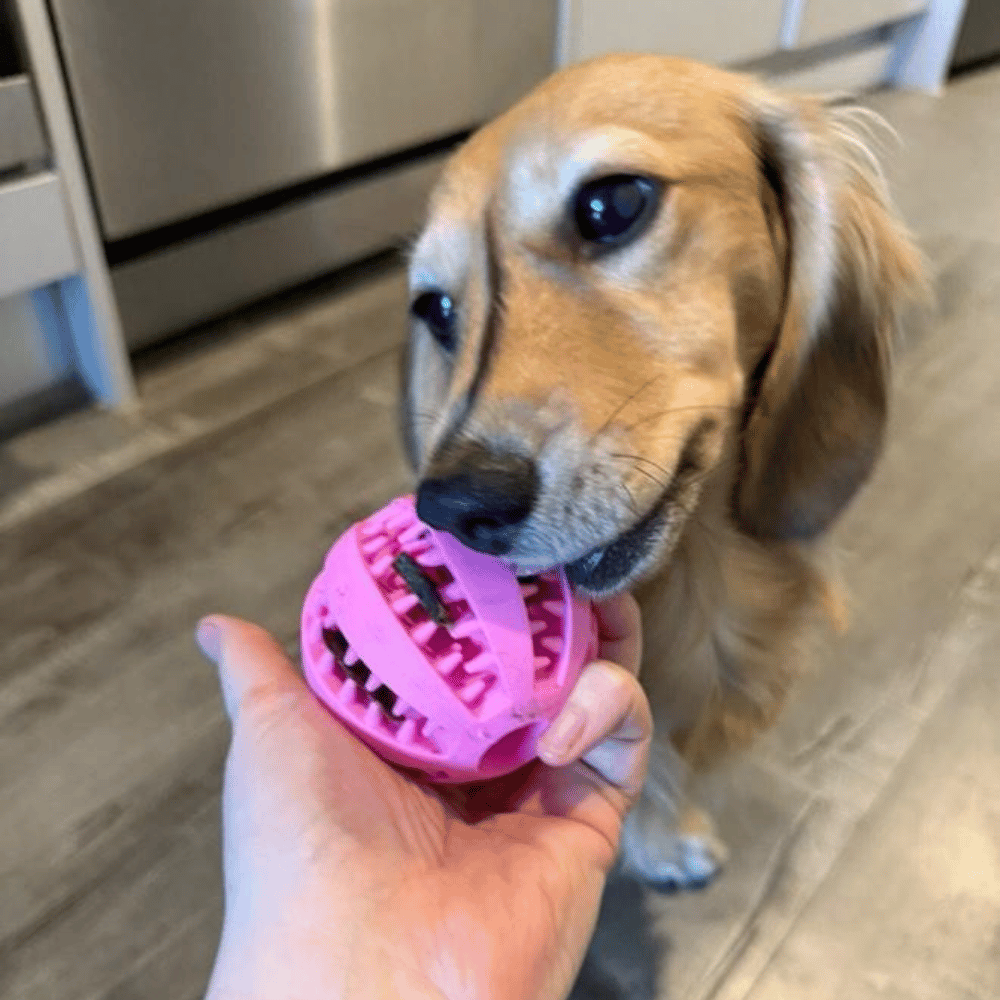 Enrichment Treat Ball - Enrichment Toys from . at DoggyTopia