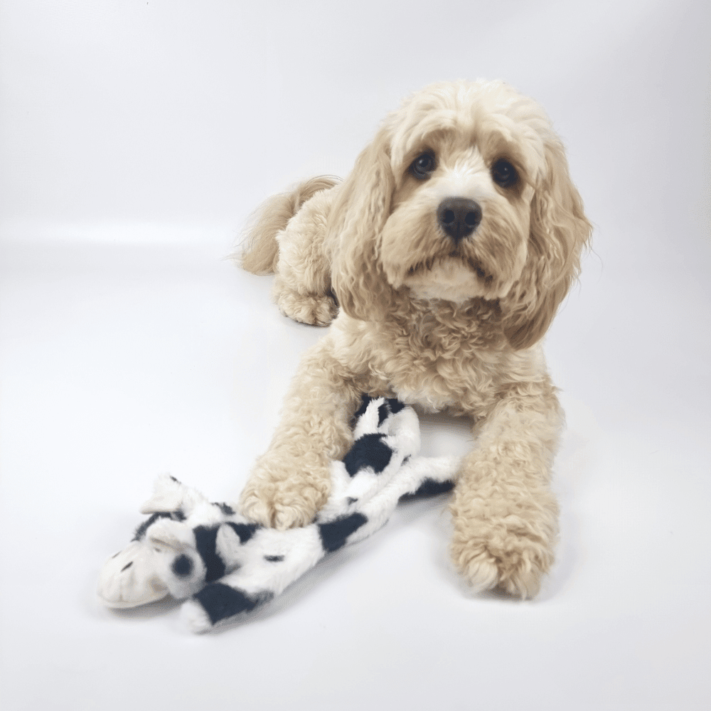 Floppy Cow Plush Dog Toy - Plush Toys from . at DoggyTopia