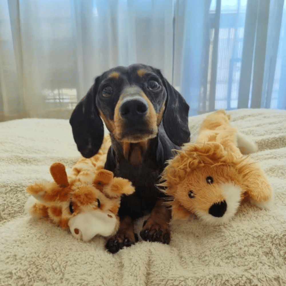 Floppy Lion Plush Dog Toy - Plush Toys from . at DoggyTopia