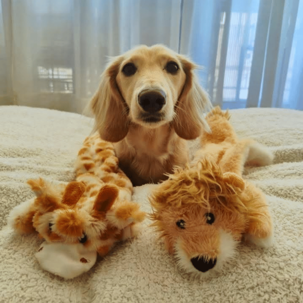 Floppy Lion Plush Dog Toy - Plush Toys from . at DoggyTopia