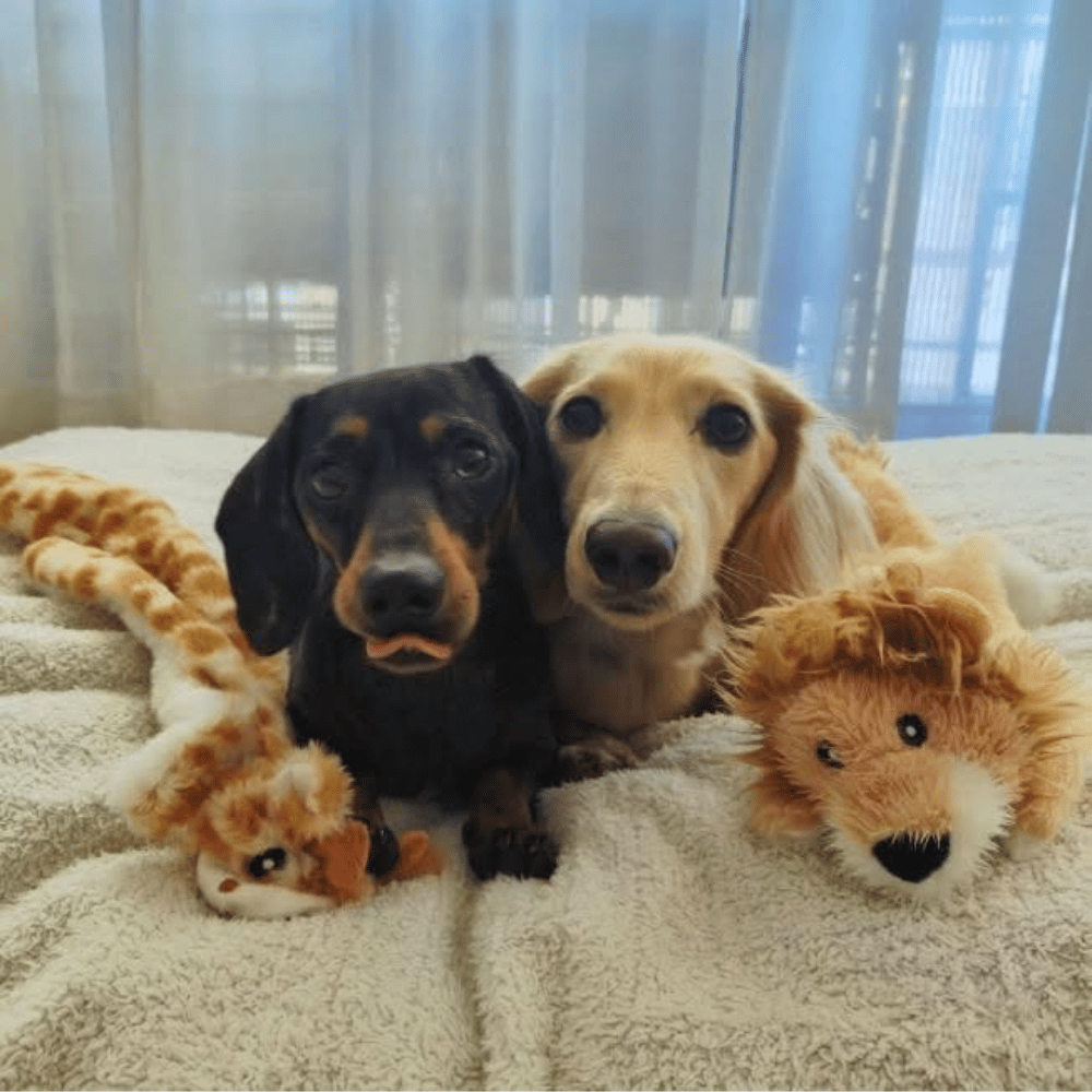Floppy Lion Plush Dog Toy - Plush Toys from . at DoggyTopia