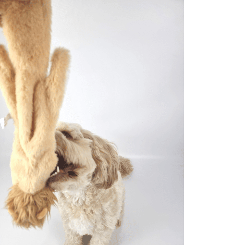 Floppy Lion Plush Dog Toy - Plush Toys from . at DoggyTopia