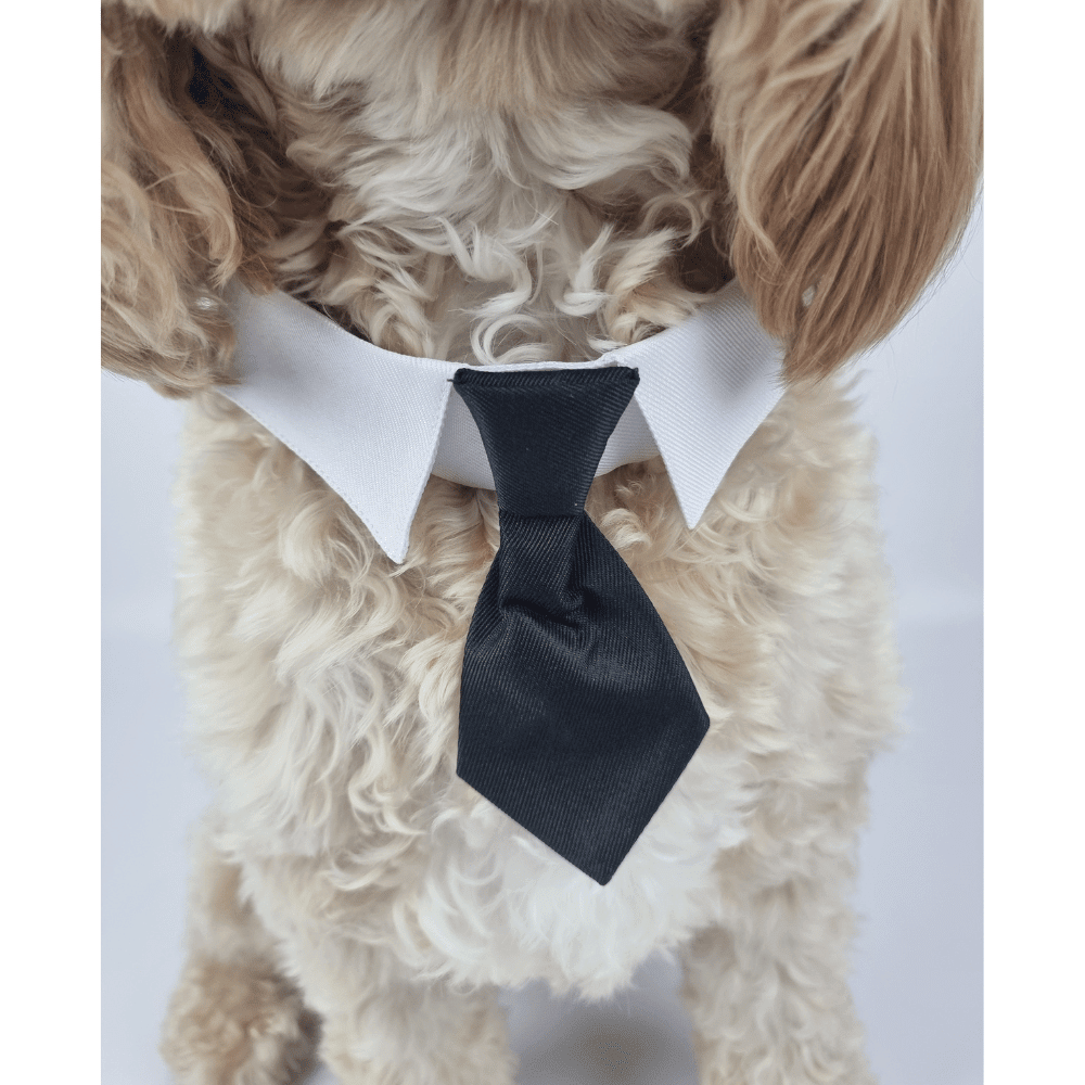 Formal Suit Tie Dog Collar - Wedding Collar from . at DoggyTopia