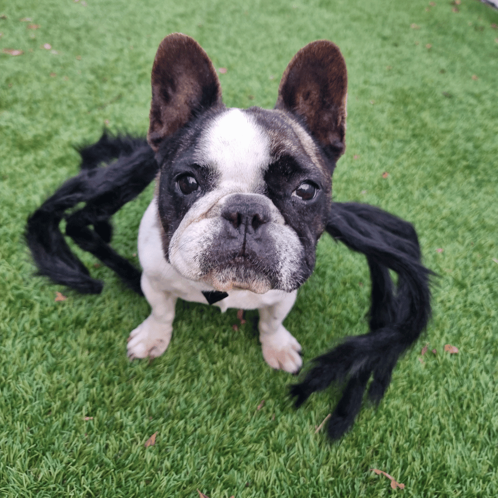 Fuzzy Spider Dog Costume - Costumes from Halloween at DoggyTopia
