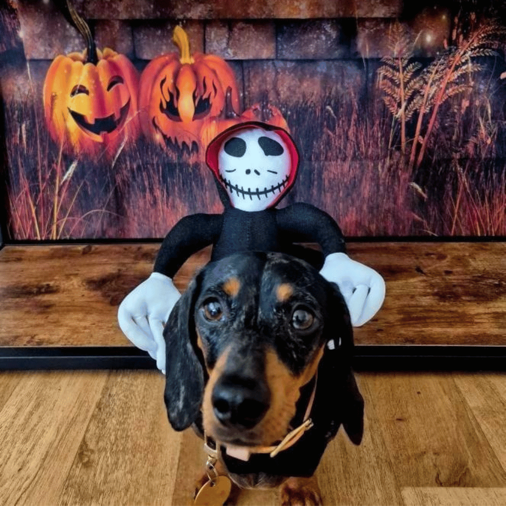Ghoul Ride - On Dog Costume - Costumes from . at DoggyTopia