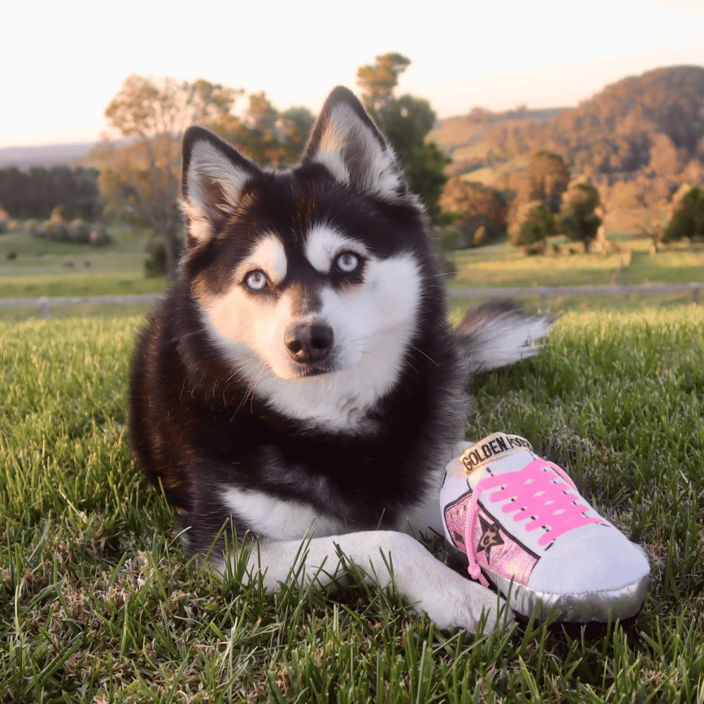 Golden Pooch Shoe Dog Toy - Designer Toys from Haute Diggity Dog at DoggyTopia