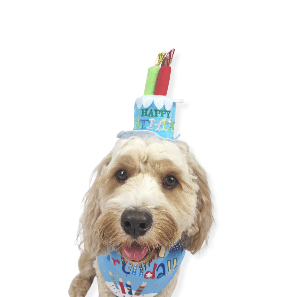 Happy Birthday Cake Hat & Bandana Set - Blue - Dog Party Hats from . at DoggyTopia