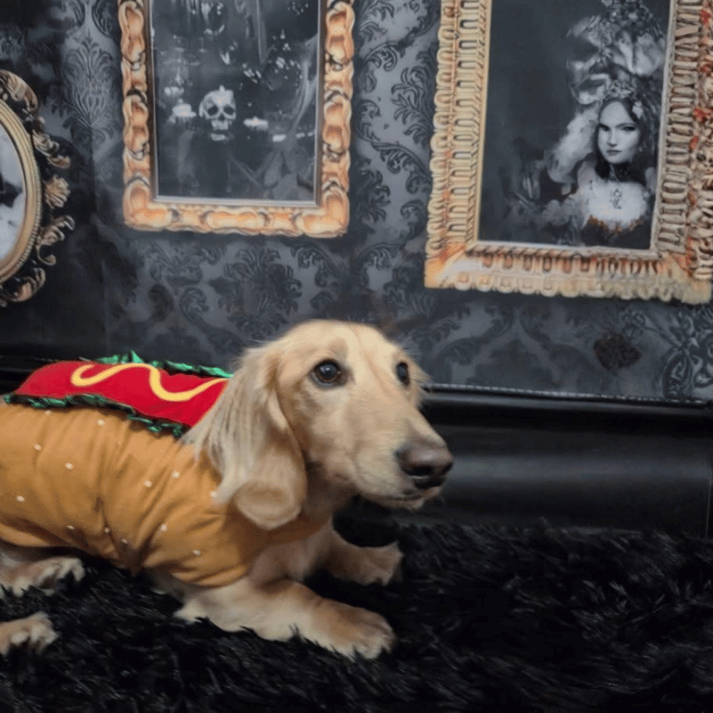 Hot Dog Costume - Costumes from Halloween at DoggyTopia
