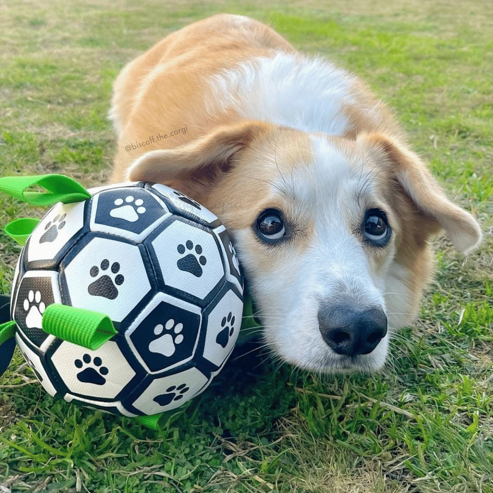 Interactive Dog Soccer Ball With Grab Tabs - Interactive Toys from . at DoggyTopia