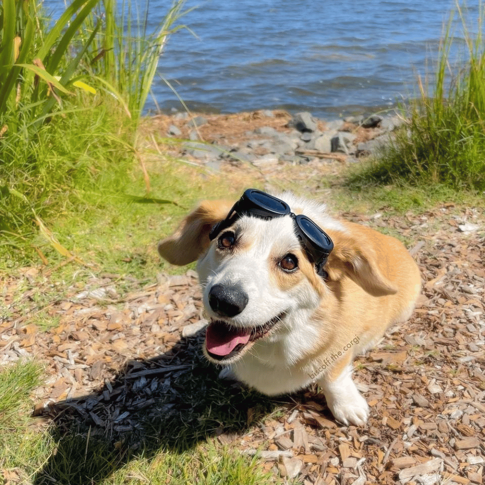 Jelly Bean Dog Goggles - Dog Goggles from . at DoggyTopia