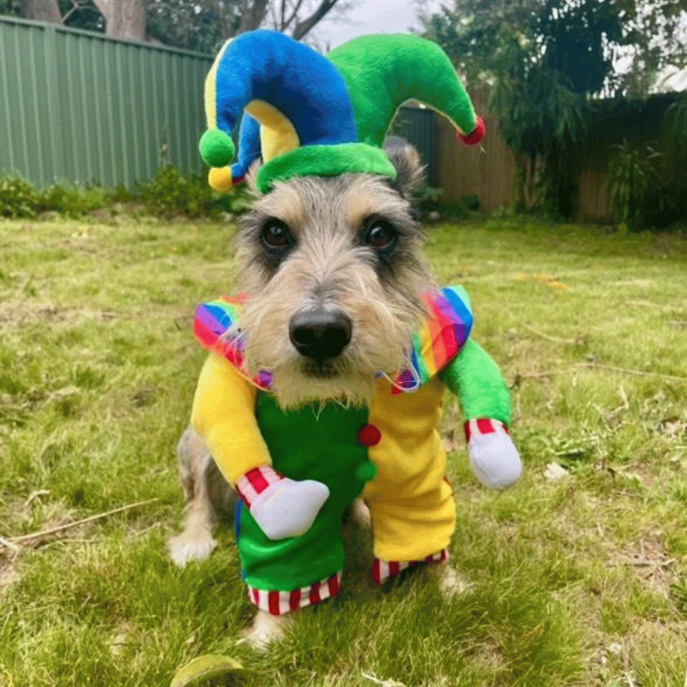 Jester Dog Costume - Costumes from Sale at DoggyTopia