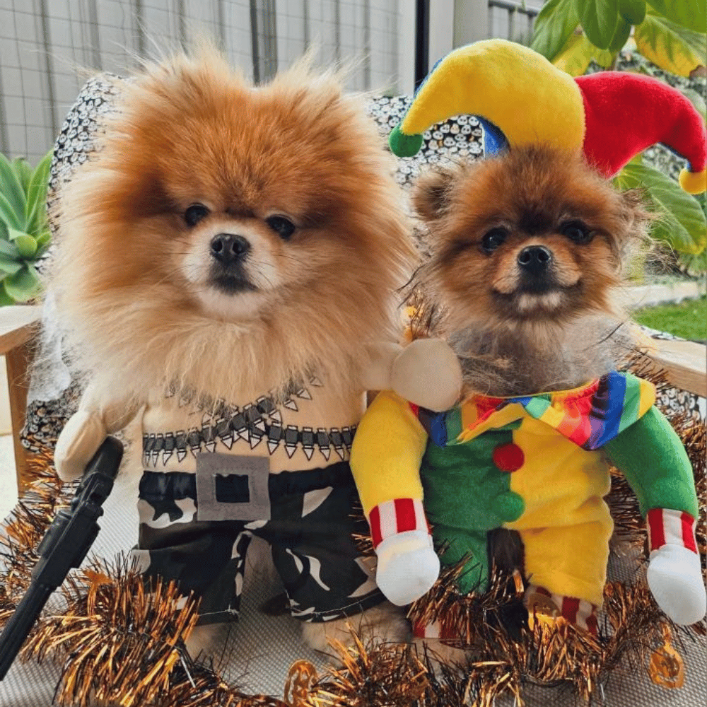 Jester Dog Costume - Costumes from Sale at DoggyTopia