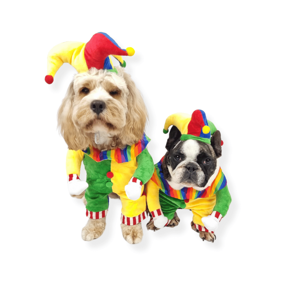 Jester Dog Costume - Costumes from Sale at DoggyTopia