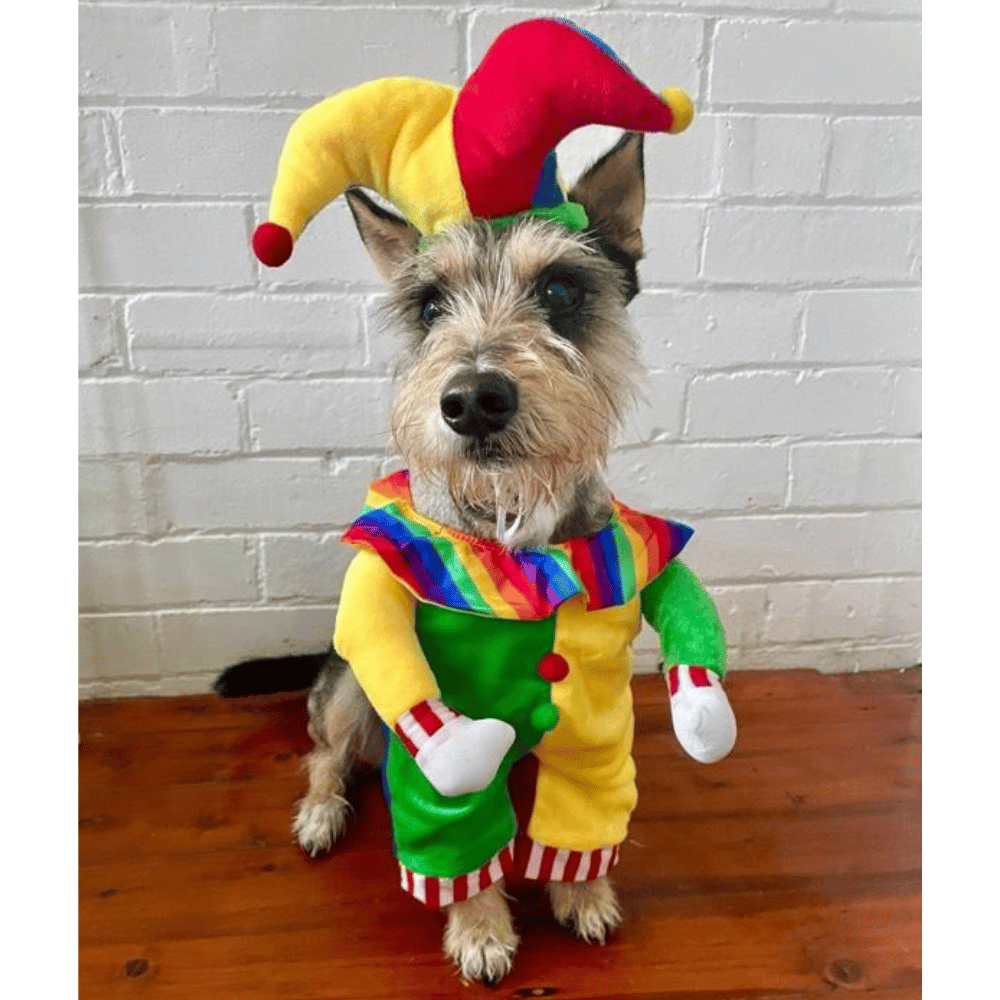 Jester Dog Costume - Costumes from Sale at DoggyTopia