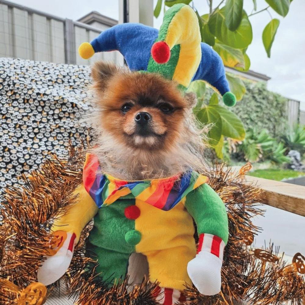Jester Dog Costume - Costumes from Sale at DoggyTopia