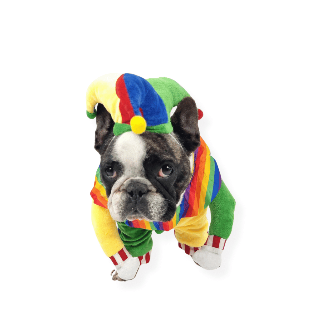 Jester Dog Costume - Costumes from Sale at DoggyTopia