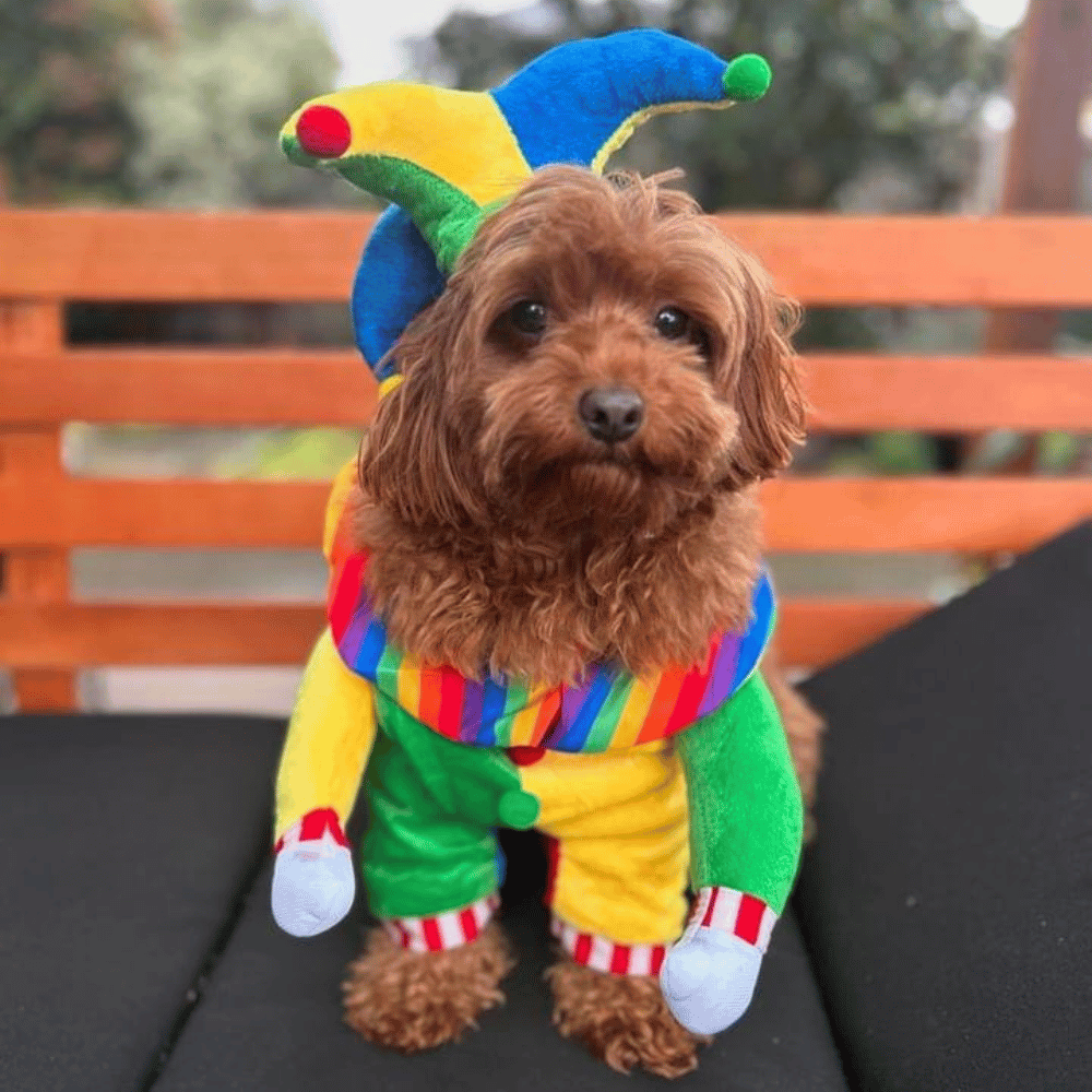 Jester Dog Costume - Costumes from Sale at DoggyTopia