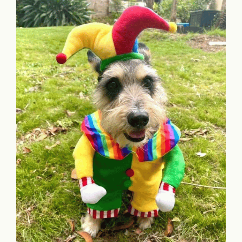Jester Dog Costume - Costumes from Sale at DoggyTopia