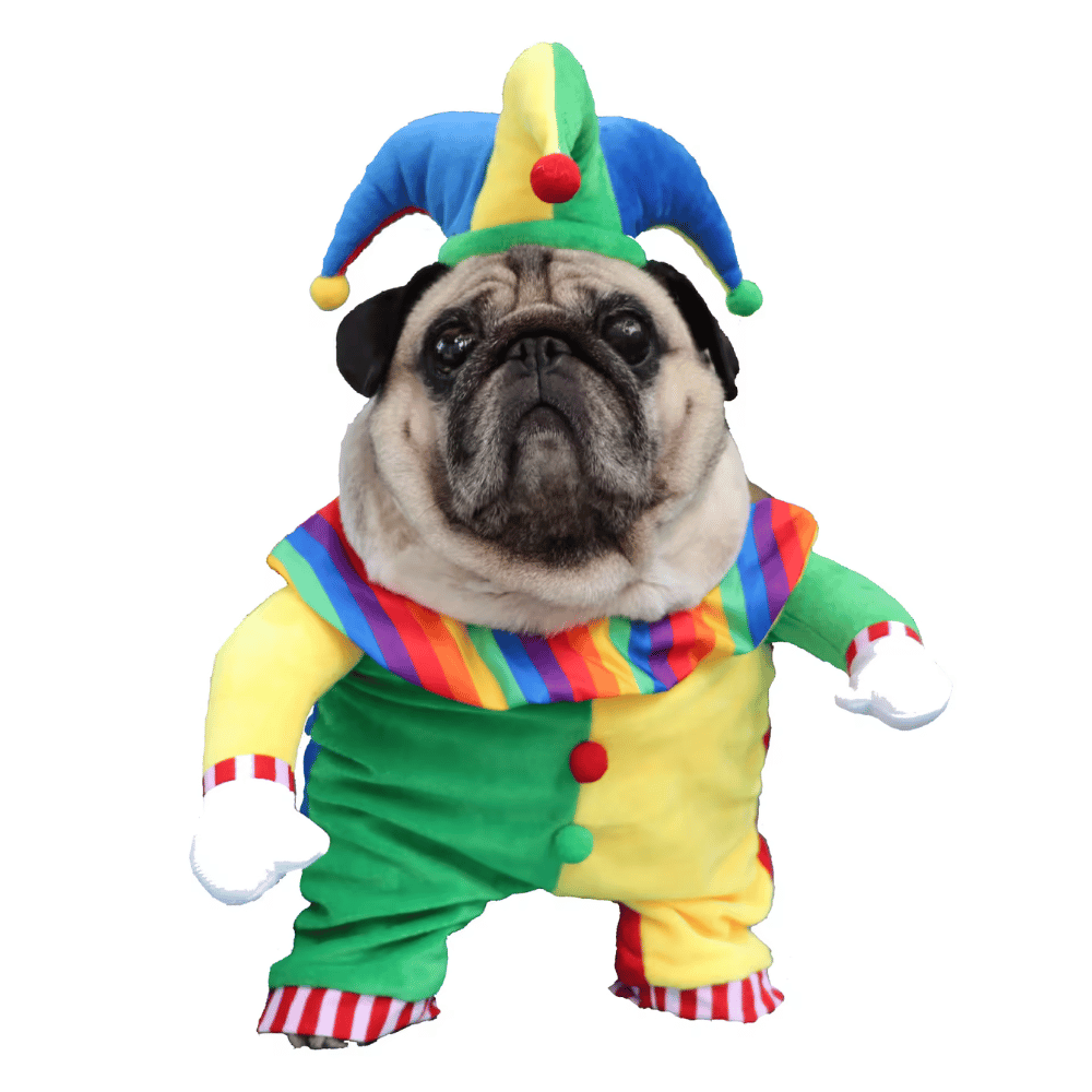 Jester Dog Costume - Costumes from Sale at DoggyTopia