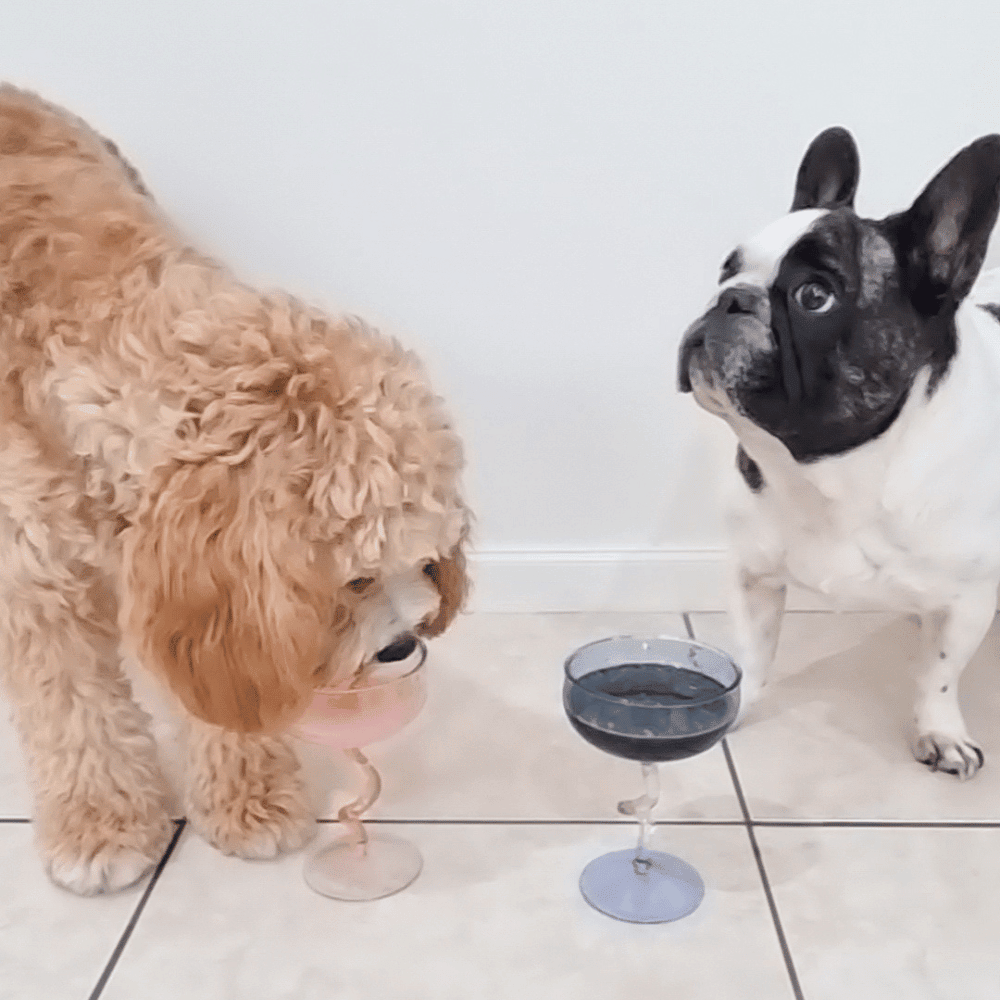 L'Barkery Cosmopawlitan - Beverages from L'Barkery at DoggyTopia