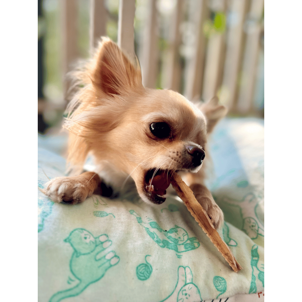 L'Barkery Meat n Bones - Shark Meat n Cartilage - Treats from L'Barkery at DoggyTopia