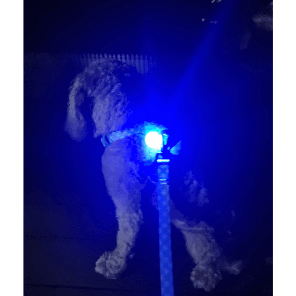 LED Dog Pendant Rechargeable - LED from . at DoggyTopia