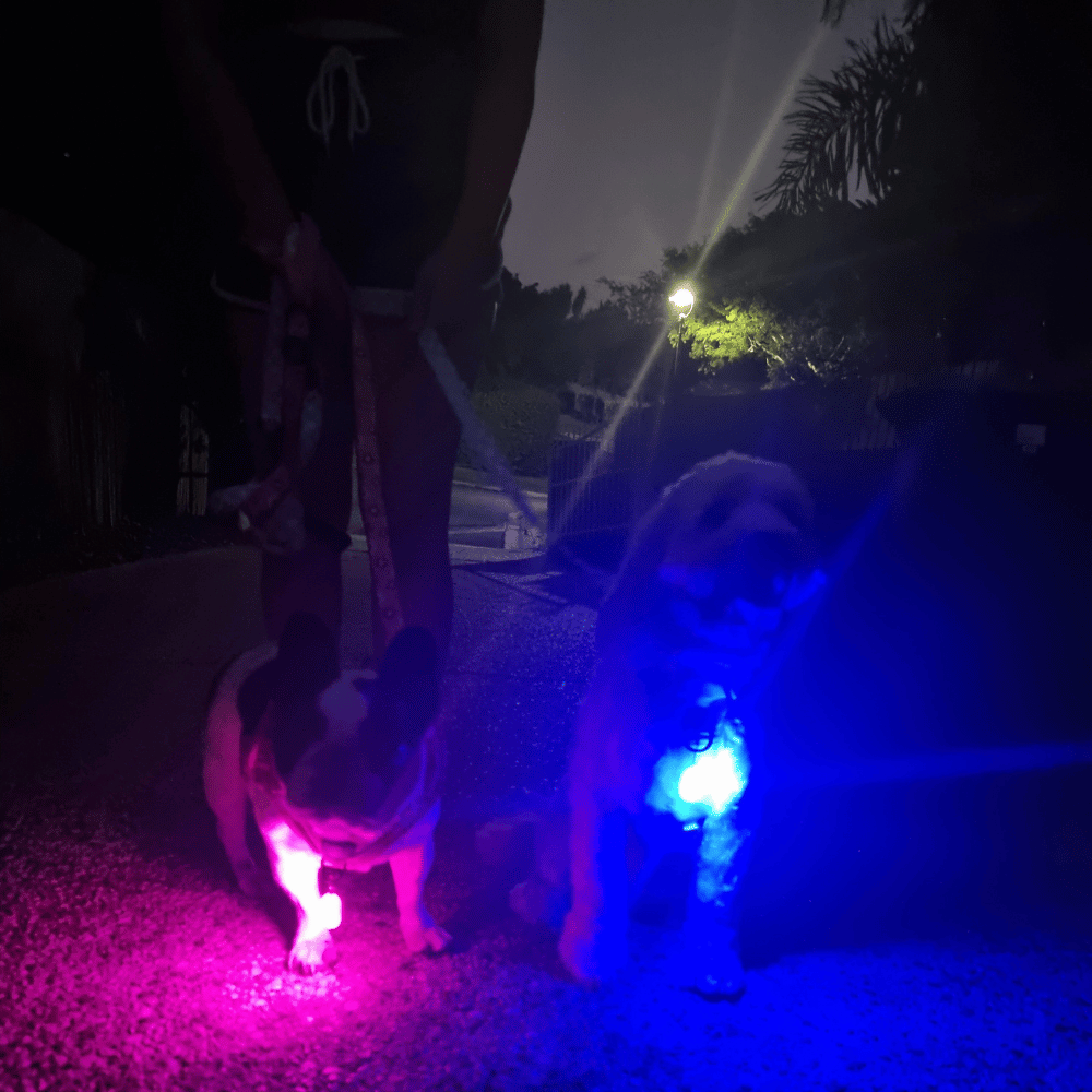 LED Dog Pendant Rechargeable - LED from . at DoggyTopia