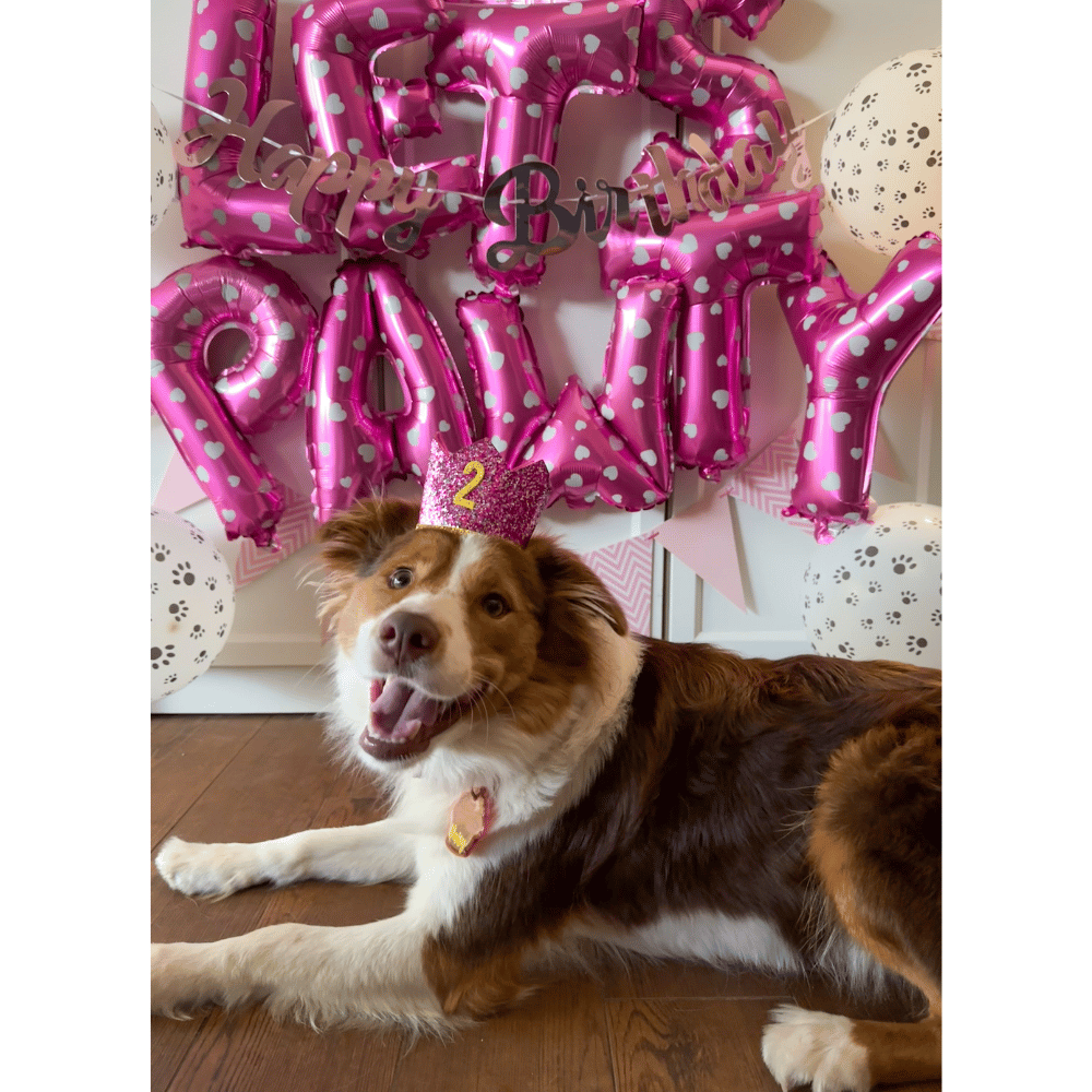 Lets Pawty Party Pack - Pink (34pcs) - Party Balloons from . at DoggyTopia