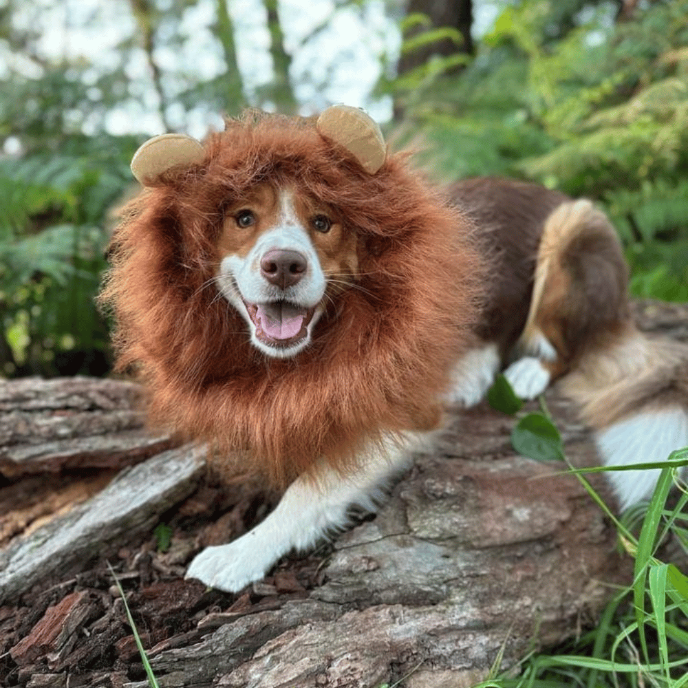 Lion Mane Dog Costume - Medium to Large Dogs - Costumes from Halloween at DoggyTopia