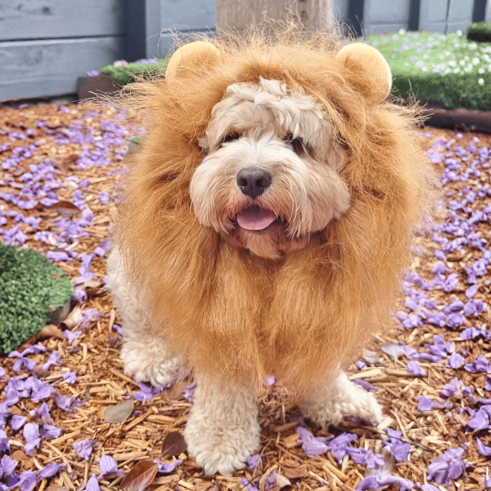 Lion Mane Dog Costume - Medium to Large Dogs - Costumes from Halloween at DoggyTopia