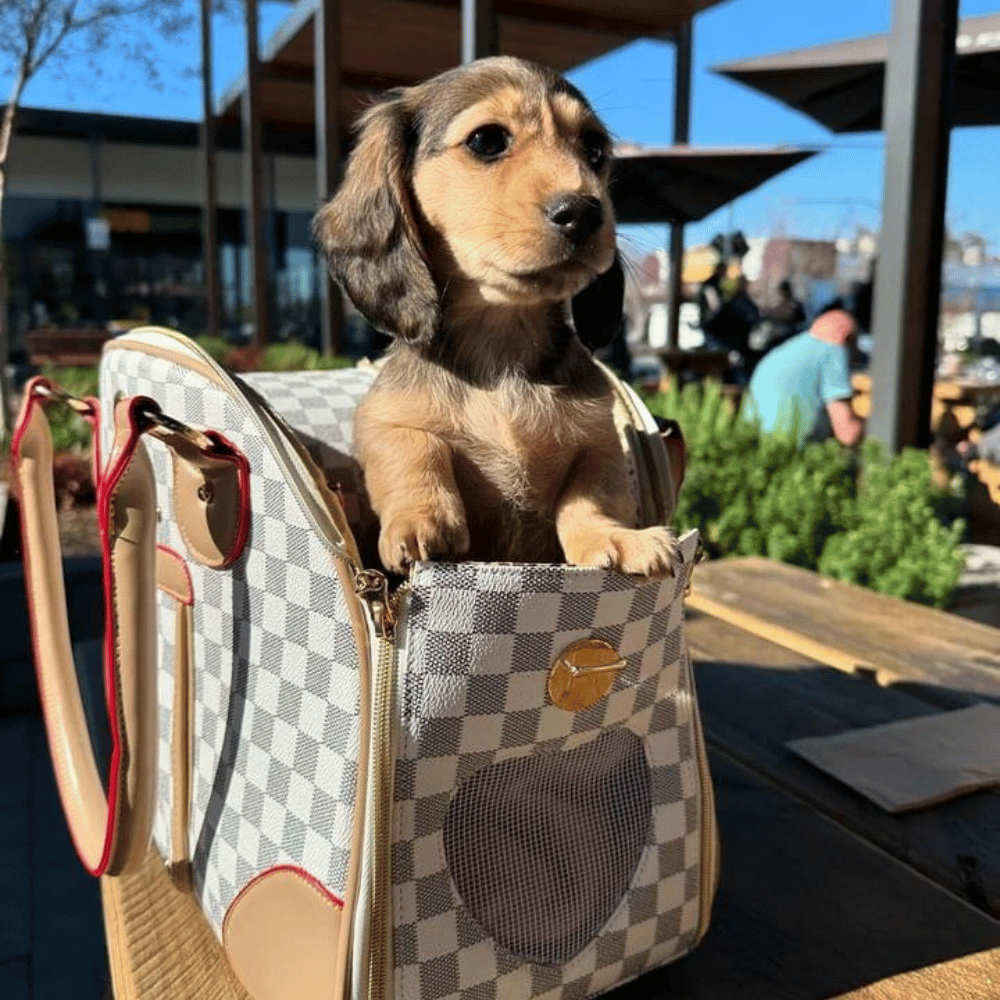 Luxe Checker Bowling Tote Dog Carrier - Dog Carriers from . at DoggyTopia