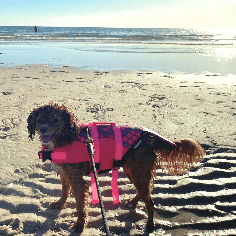 Mermaid Dog Life Jacket - Life Jackets from . at DoggyTopia