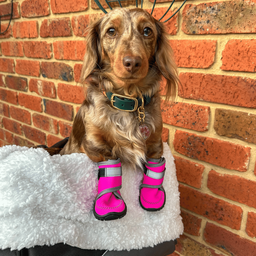 Neoprene Dog Shoes - Dog Shoes from . at DoggyTopia