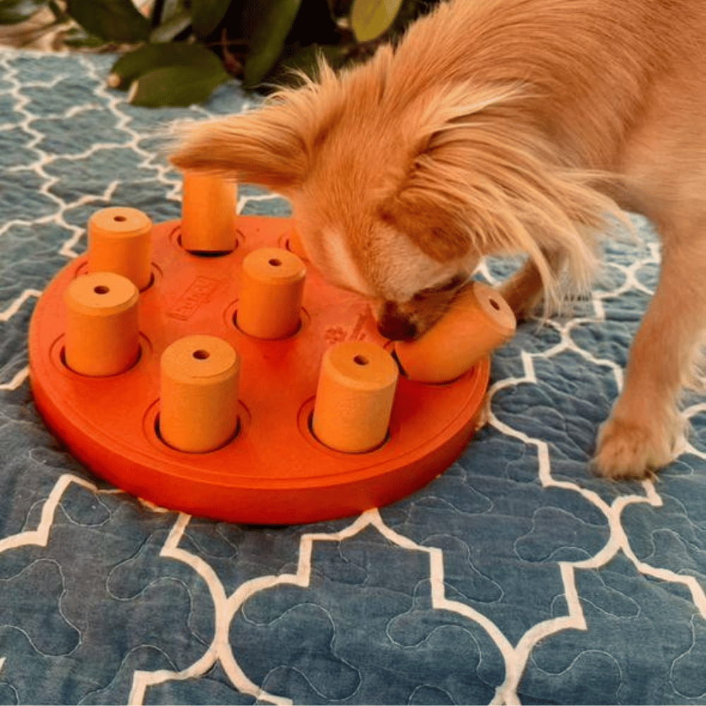 Nina Ottosson - Dog Smart Composite Orange - Puzzles from Nina Ottosson at DoggyTopia