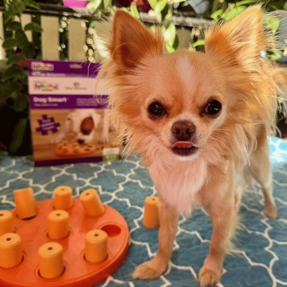 Nina Ottosson - Dog Smart Composite Orange - Puzzles from Nina Ottosson at DoggyTopia