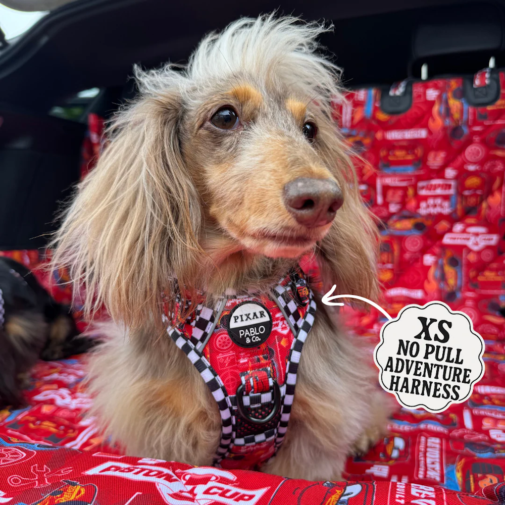 Pablo & Co Cars No Pull Adventure Harness - No Pull Harnesses from Pablo & Co at DoggyTopia