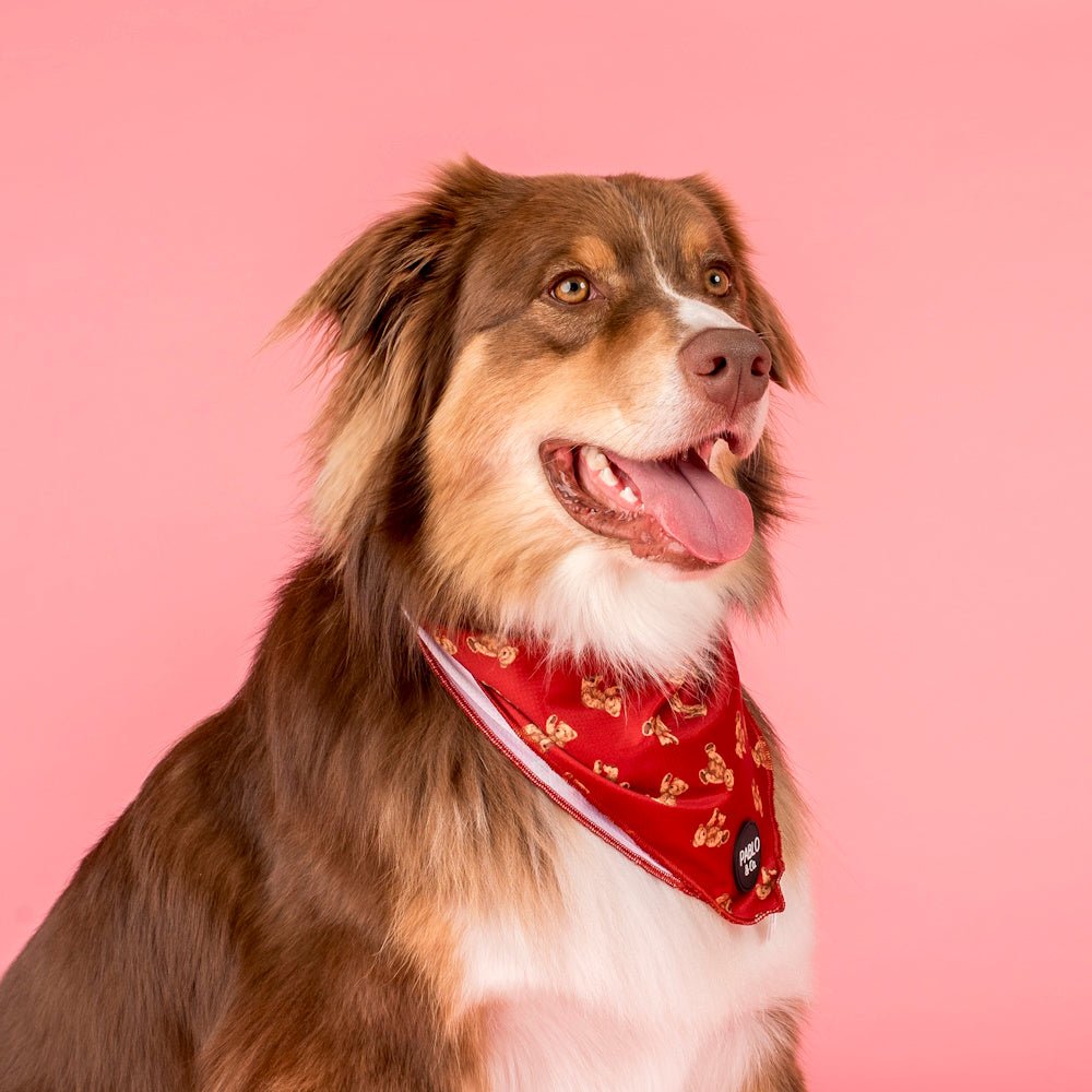 Pablo & Co Henry Bear Dog Bandana - Bandanas from Pablo & Co at DoggyTopia